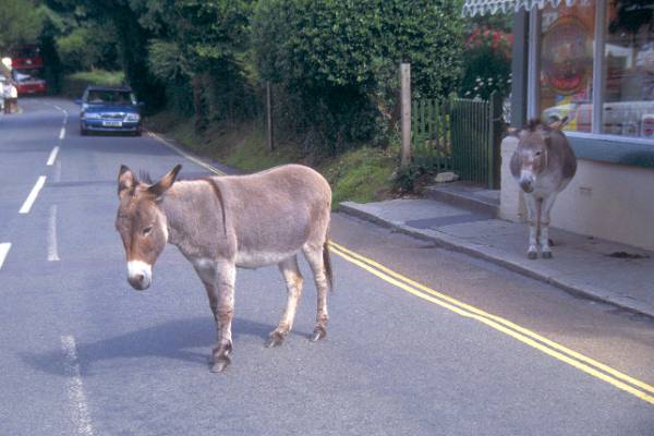 01_12_14___Donkey_web.jpg
