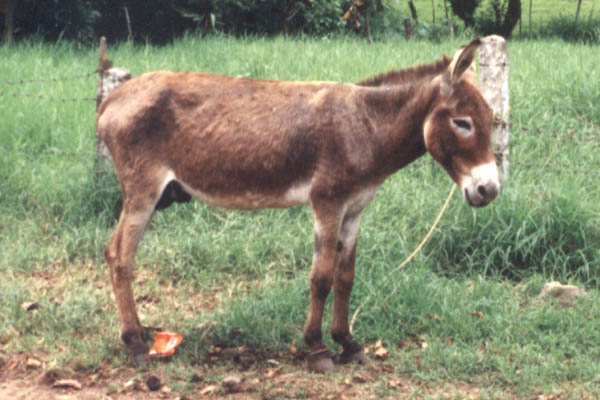 donkey_1.jpg