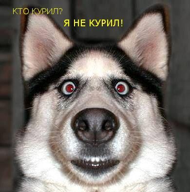 009_animal.jpg
