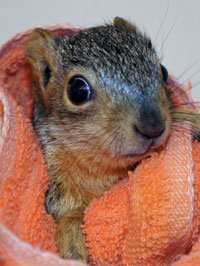 ND06_Squirrel_closeup.jpg