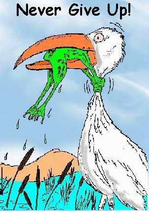 never_give_up_frog.jpg