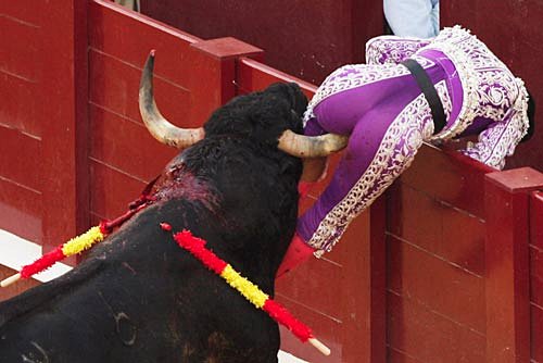 bull_fight_ass_fuck_fail.jpg