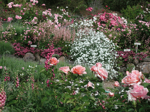 Rose_Garden.gif