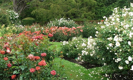 roses_botanical_garden.jpg