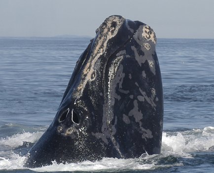 whale.jpg