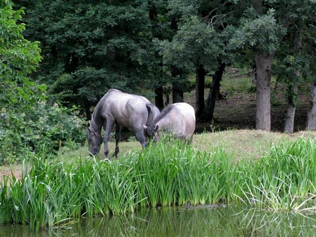IMG_4199.jpg