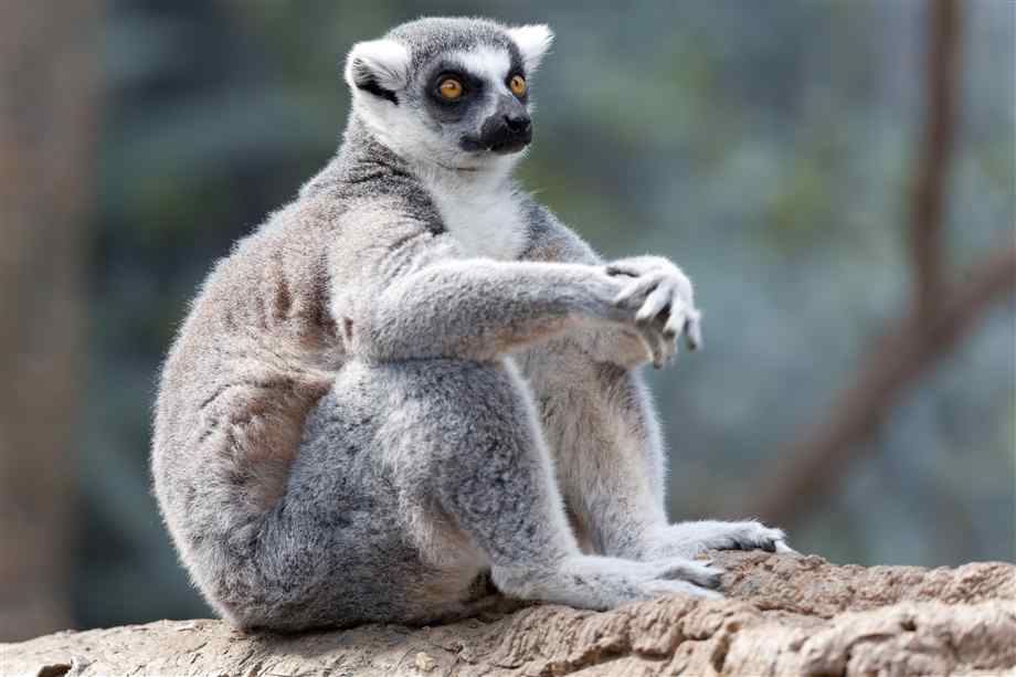 ring_tailed_lemur_in_tree_1.jpg
