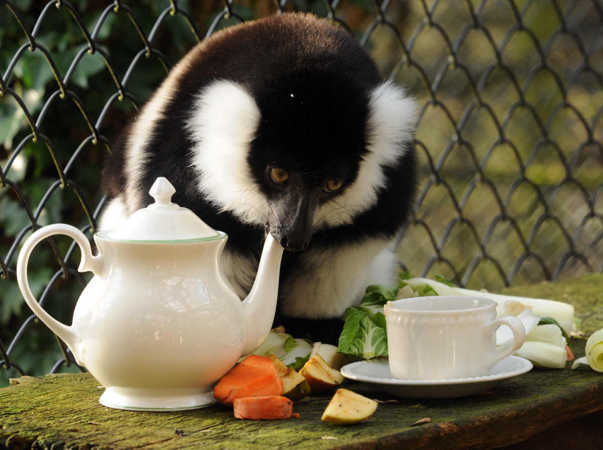 lemur2.jpg