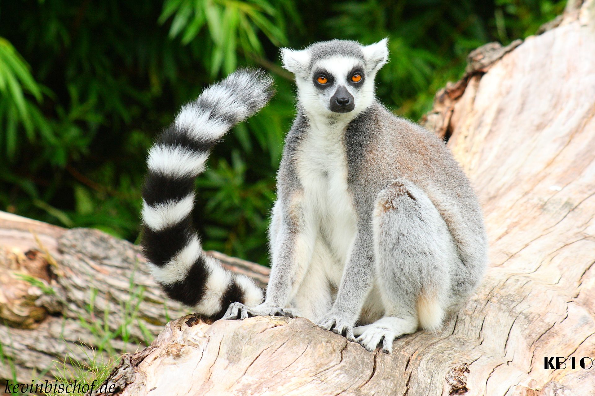 2011_02_12_lemur_wallpaper_2010_07_28_img_3154_comp.jpg
