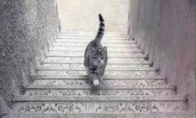 Is_This_Cat_Going_Up_or_Down.jpg