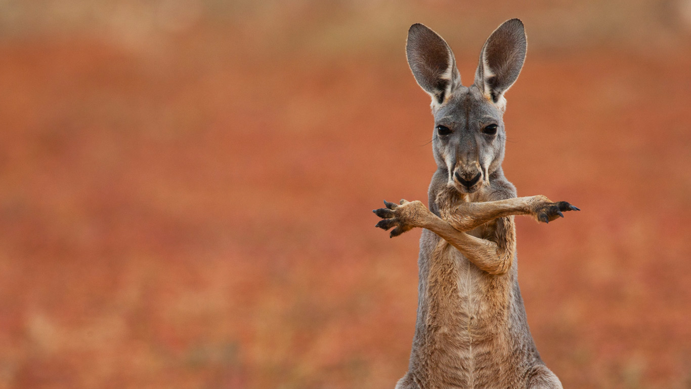 kangaroo.jpg