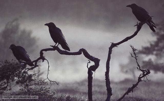corvidae_1.jpg