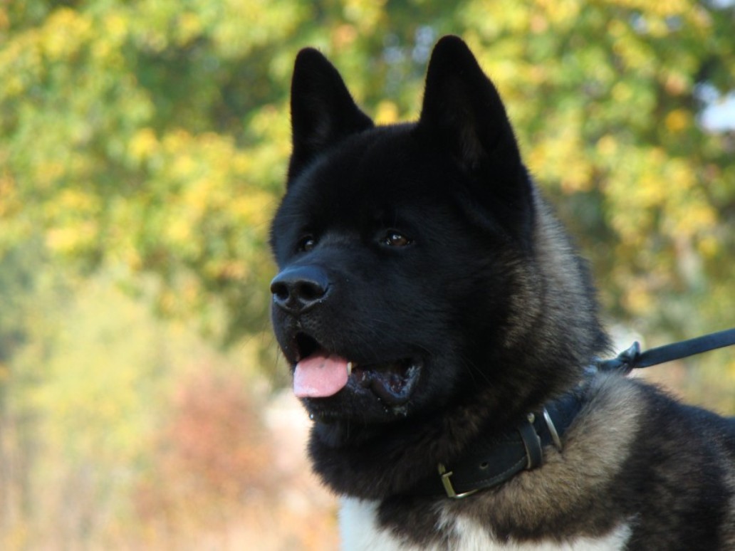AKITA.jpg
