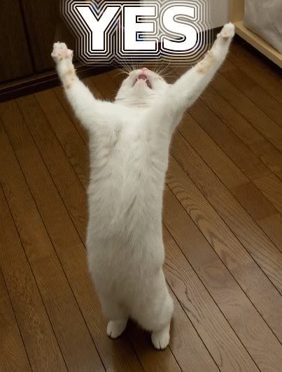 02713_yes_cat.jpg
