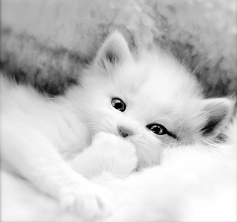 beautiful_black_and_white_cat_cute_Favim.com_457618.jpg