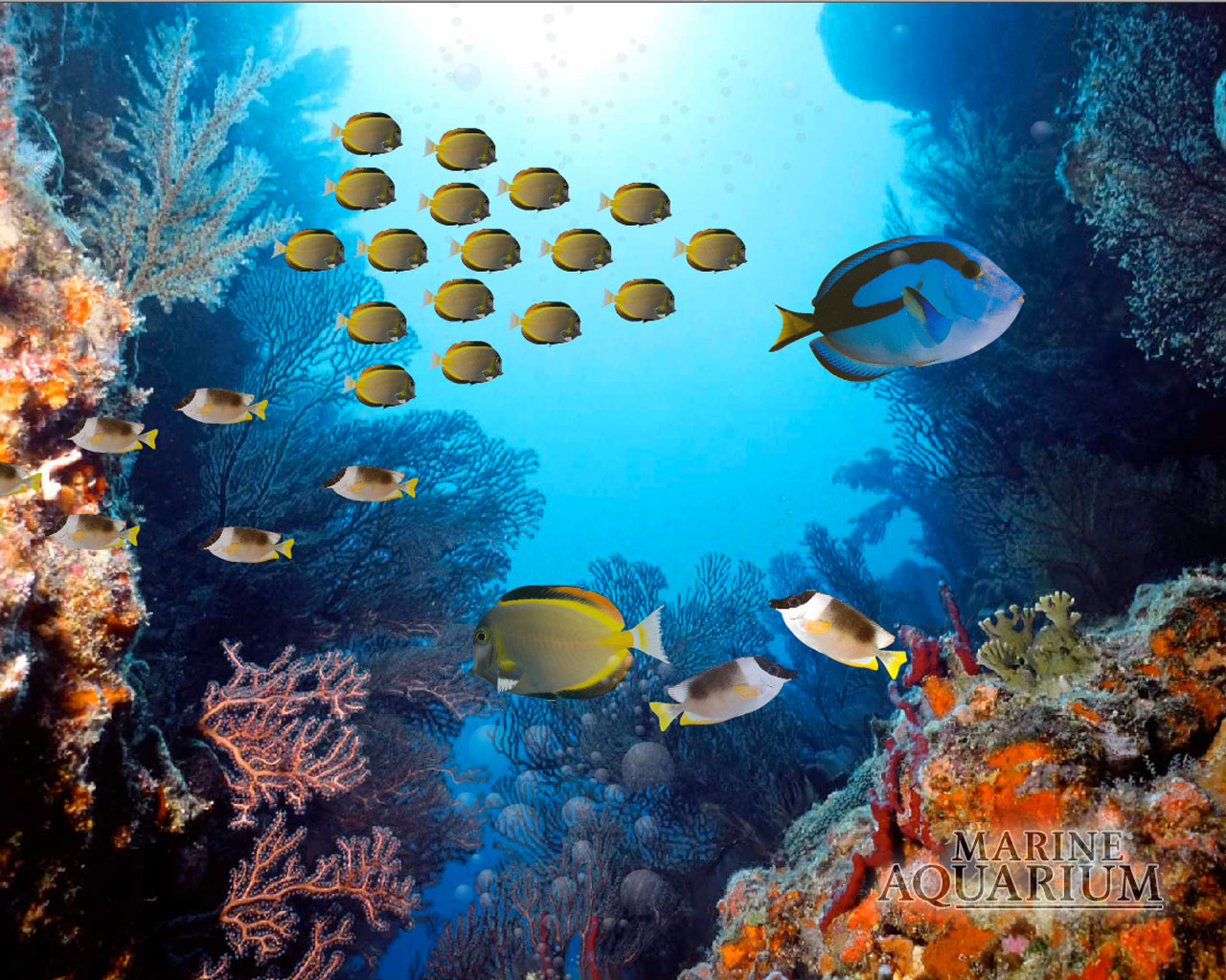 School_of_Fish__2_.jpg