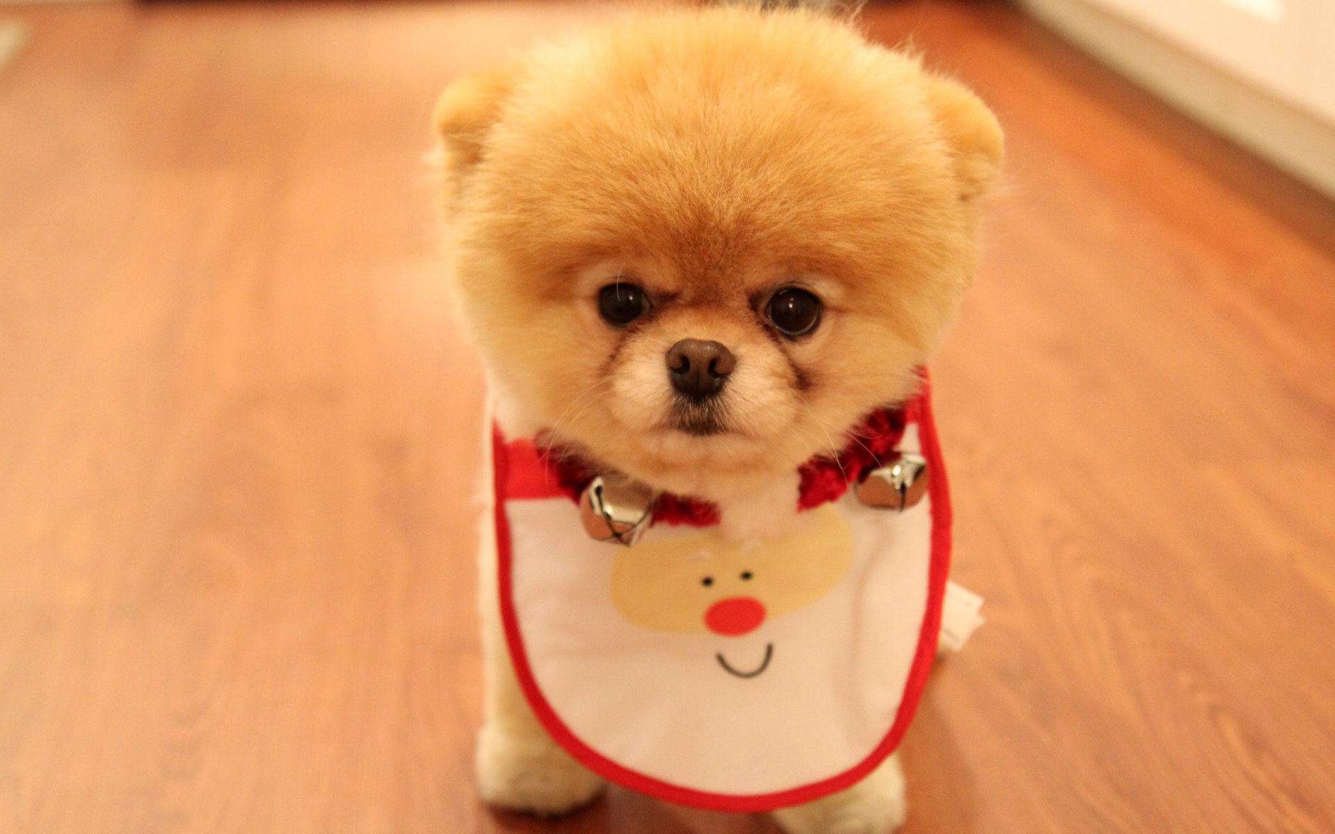 cute_dog_christmas_wide.jpg