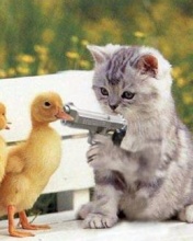 Duck_Up.jpg