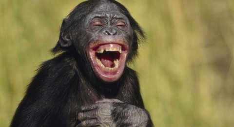 laughing_bonobo_crop.jpg