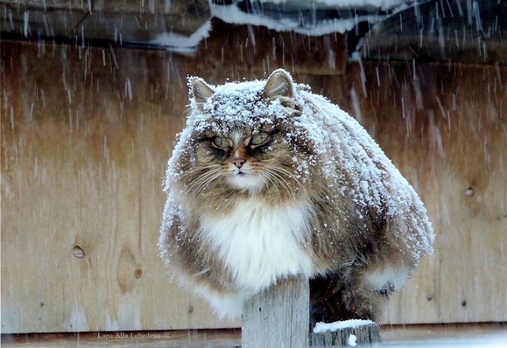 Siberian_Cats_funny_photos.jpg