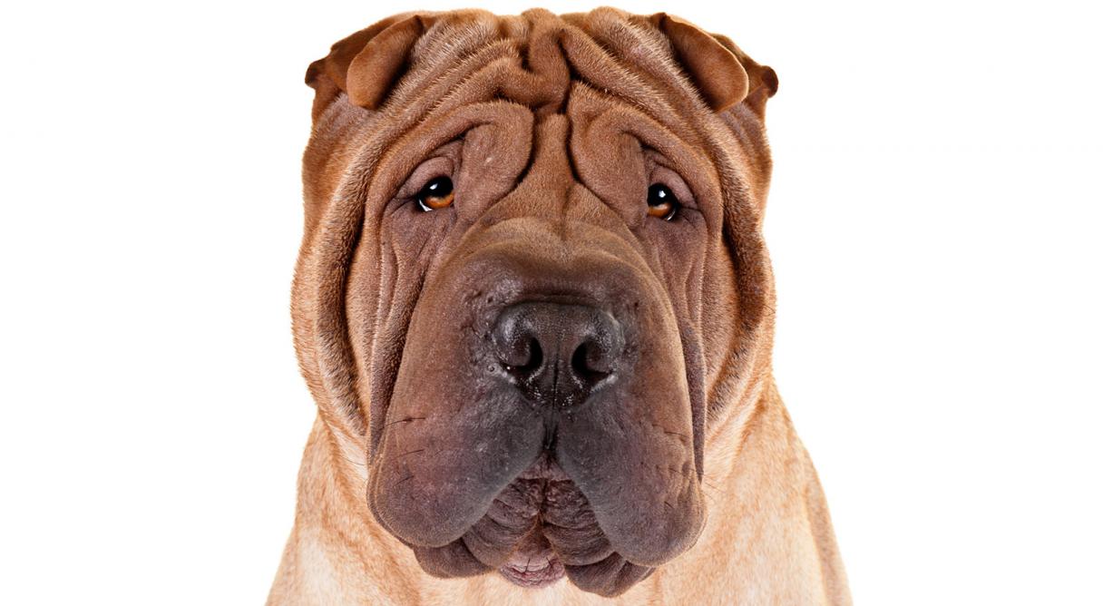 ChineseSharPei_hero.jpg