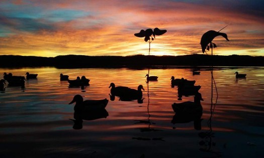 Waterfowl_Decoy_Setup_Sunrise_525x315.jpg