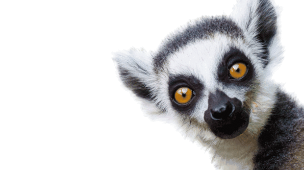 lemur_home_page_gif.gif