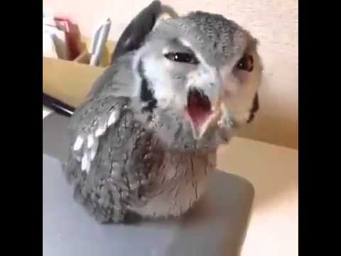 hqdefault.jpg