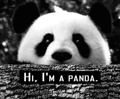 46f996947f397520b8a2d1b8cffcadc0__cute_panda_panda_funny.jpg