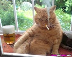 ef43c6ebb4f58224a83b9623f1ceb713__cat_drinking_funny_cats.jpg