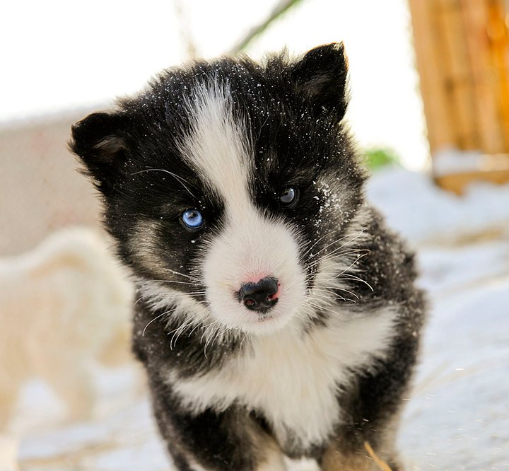 yakutlaikadogpuppies_06.jpg