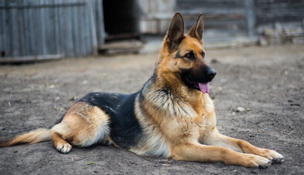 German_Shepherd_Standard_Coat_GSC_1000x575_1_1_1_1.jpg