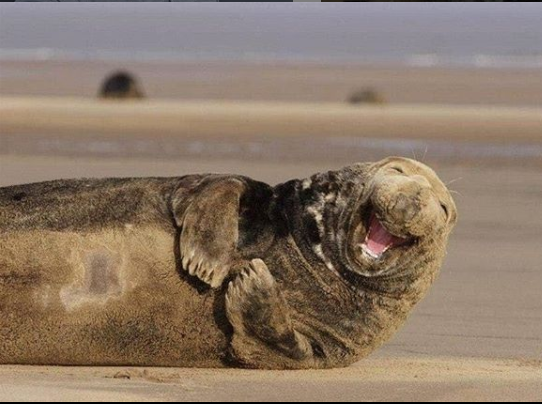 seal.png