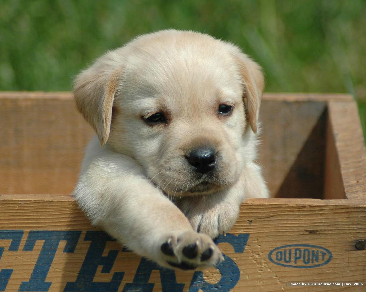 puppy2.jpg