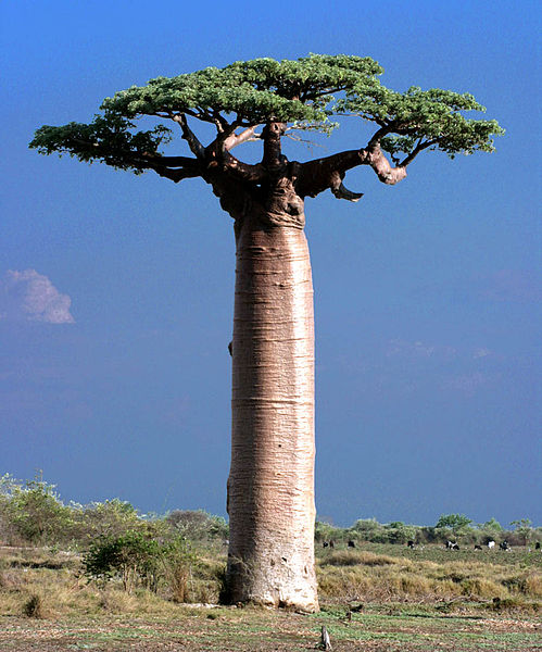 499px_Adansonia_Grandidieri_Baobab_Morondava_Madagascar.jpg