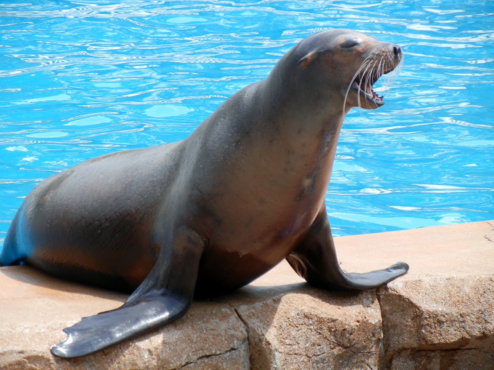 Sea_Lion.jpg