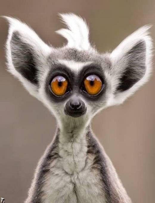 Very_Funny_Animal_Faces.jpg