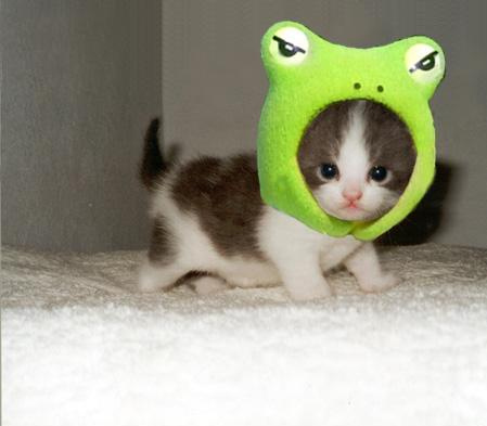 cutest_kitten_hat_ever_13727_1238540322_17.jpg
