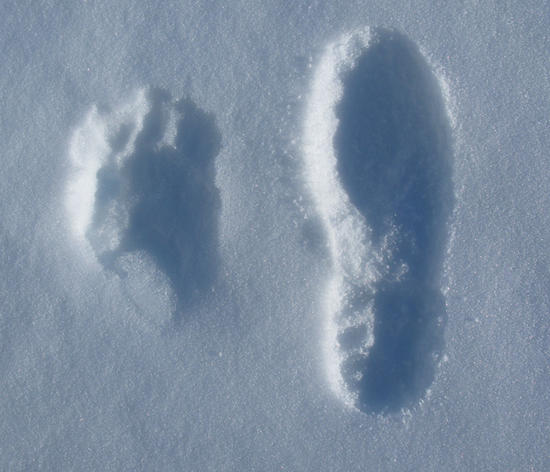 Yeti_Footprint_imagelarge.jpg