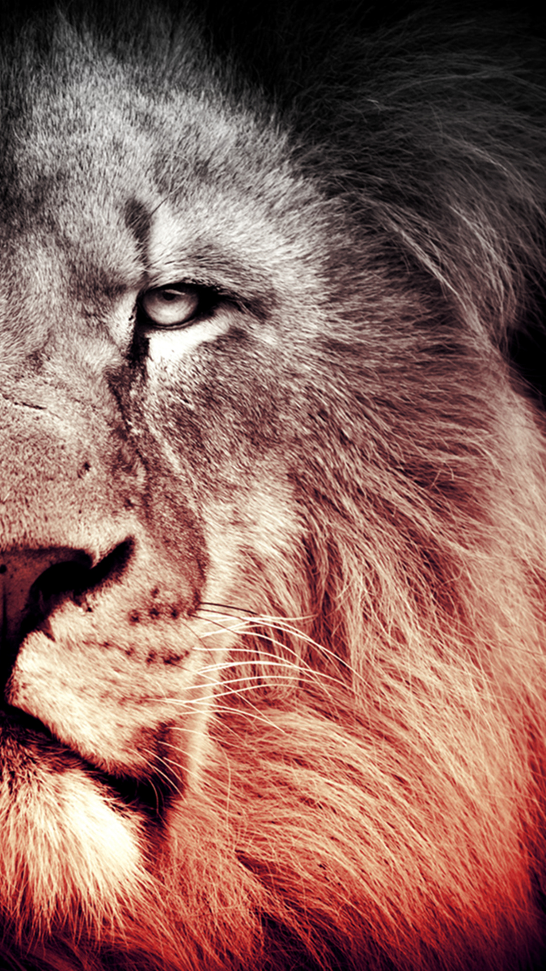 Lion_wallpaper_10835437.jpg