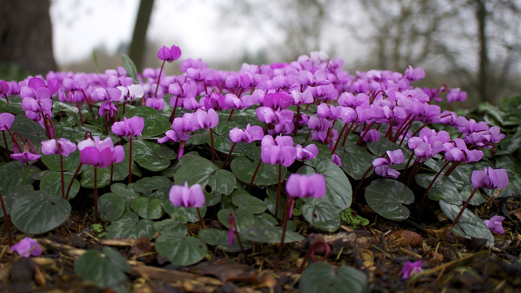 Cyclamen__8457919409_.jpg