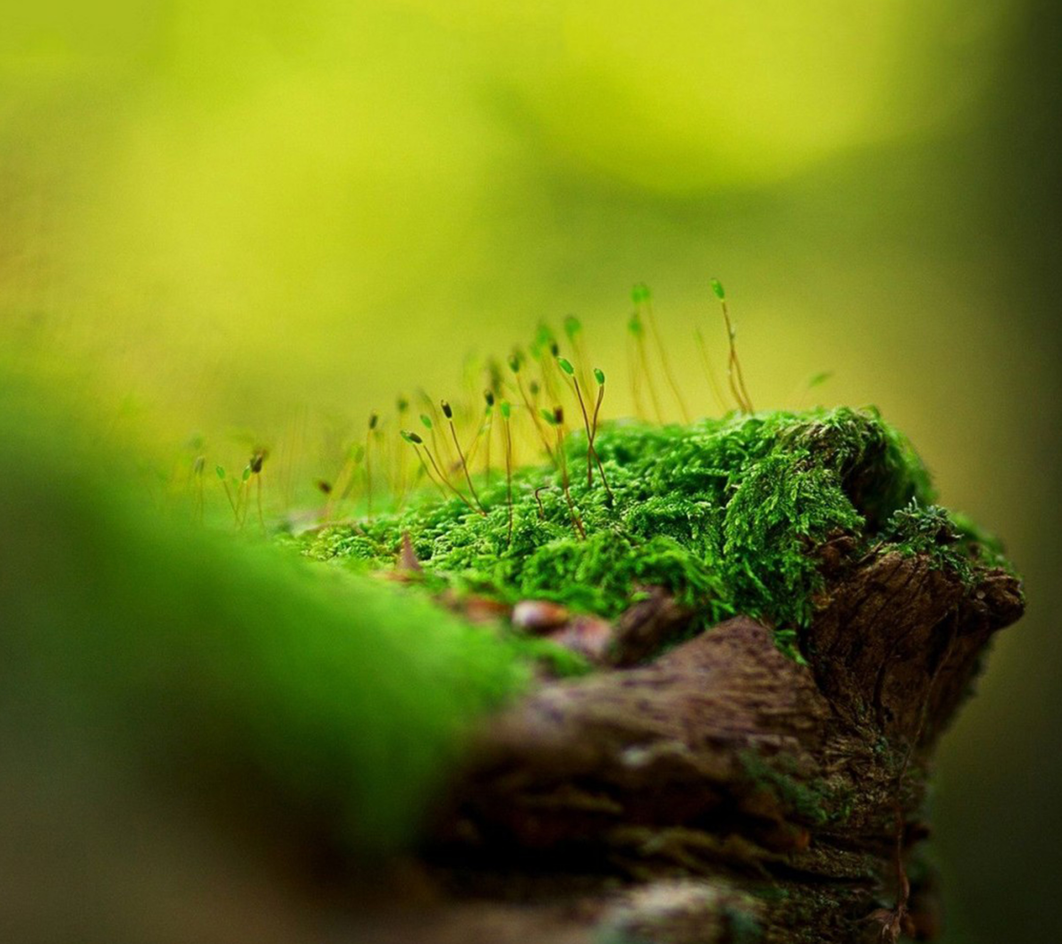 Green_Fern_Moss_wallpaper_10180366.jpg