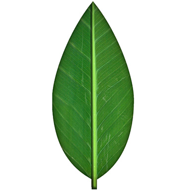 leaf.jpg