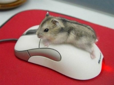 adorable_cute_mouse_mouse_on_mouse_Favim.com_110447.jpg