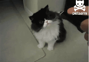 tumblr_mjh4bfjcay1ry1utqo1_400.gif