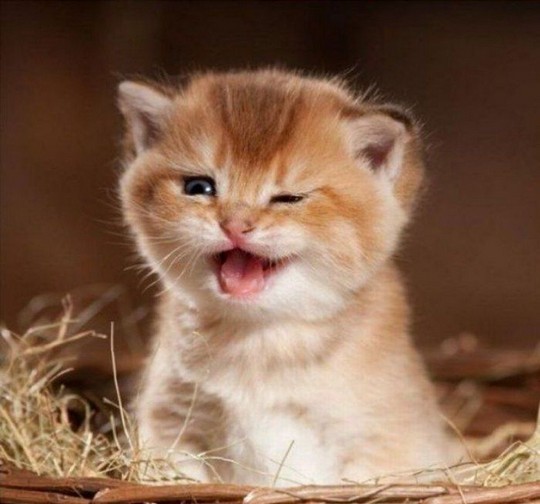 cute_kittens48.jpg