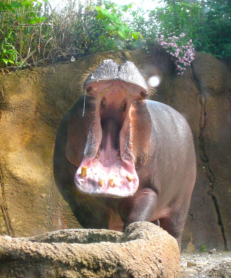 800px_Hippopotamus_at_the_St._Louis_Zoo.jpg