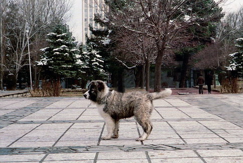 QD0001019_1.jpg