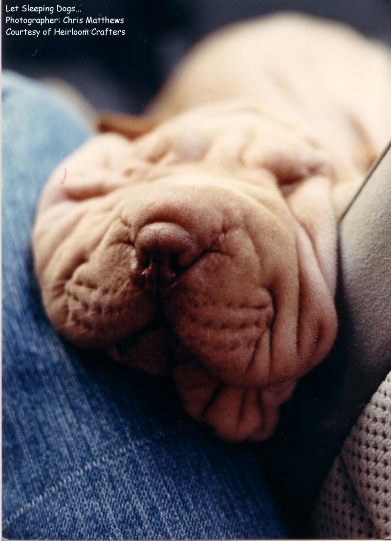 sleeping_dogs.JPG