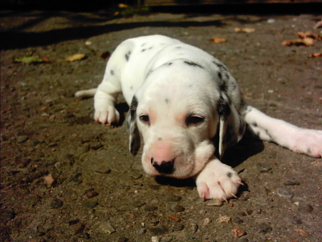 IMAG0005.JPG